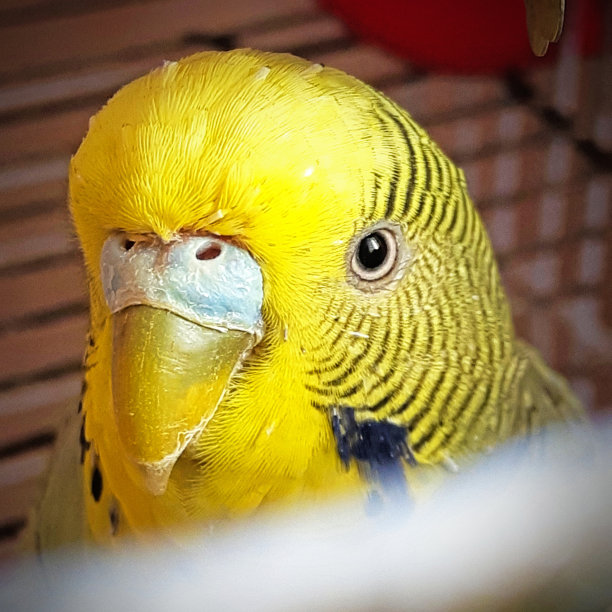 笼子里一只可爱的虎皮鹦鹉的照片图片下载