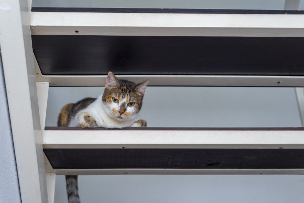 猫咪看着镜头坐在台阶上爬室内。图片下载