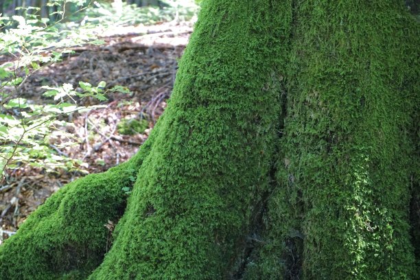长满苔藓的树干的一部分。长满青苔的树。树干上长着许多青苔。巴伐利亚森林。夏天德国的森林。图片下载