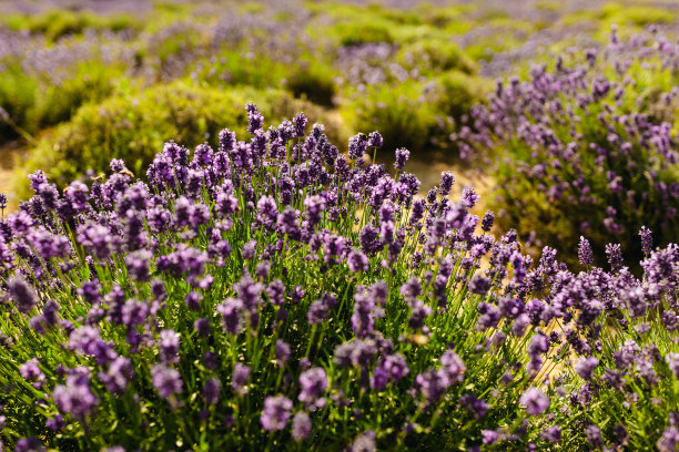日落时薰衣草丛的特写。夕阳的余晖洒在紫色的薰衣草花上。照片中央是灌木丛，左边是阳光。法国普罗旺斯地区。图片下载