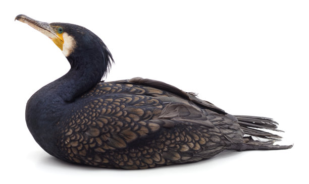 一只黑鸬鹚。图片下载