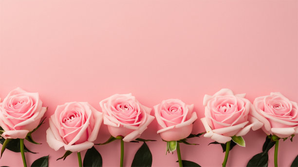 妇女节的概念。粉红色牡丹玫瑰花蕾的俯视图照片孤立的柔和的粉红色背景与复制空间图片下载