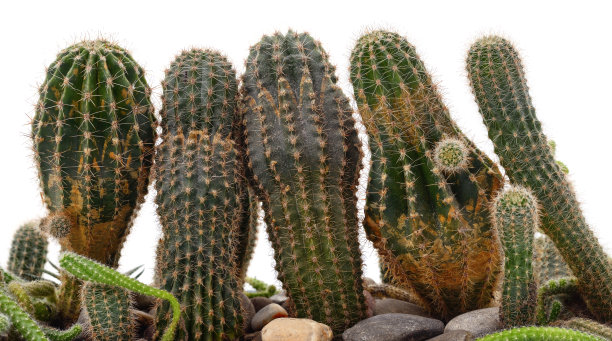 许多绿色多肉植物。图片下载