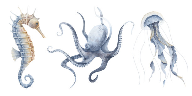 海洋动物。水彩插图与海马，水母和章鱼在孤立的背景。绘制海洋生物与海马在柔和的蓝色和橙色的颜色。海洋野生动物草图图片下载