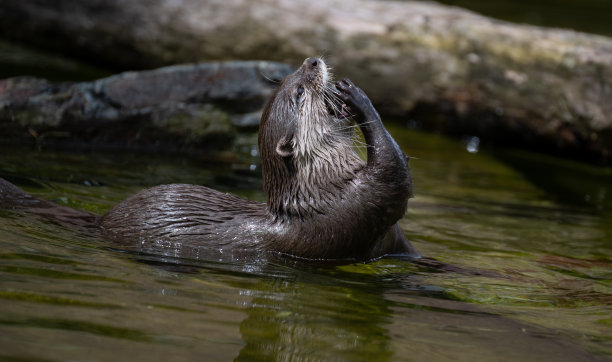 水獭在水中用手捕食猎物图片下载