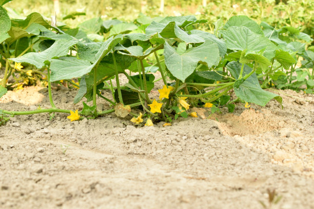 年轻的新鲜开花的黄瓜幼苗生长在开阔的土地上。图片下载