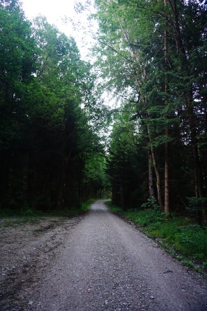 针叶林中的日落。太阳正穿过森林。低垂的太阳从树林中透了出来。森林里的夕阳。黄色的太阳穿过森林。图片下载