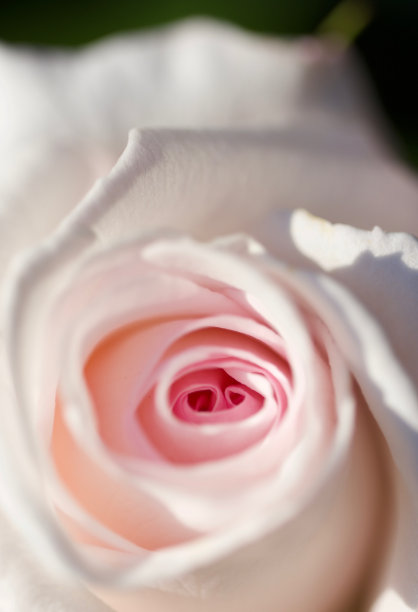 经典的玫瑰图片下载