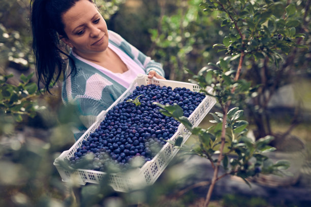 农场主在农场里拿着新鲜蓝莓。图片下载