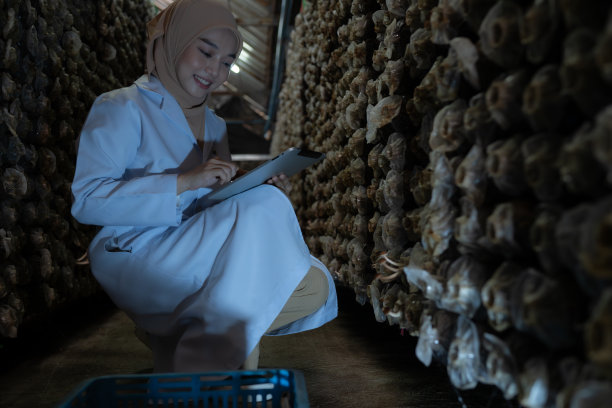 年轻的亚洲穆斯林女科学家在香菇厂从事科研工作，在香菇房采集成熟香菇进行实验室实验。图片下载