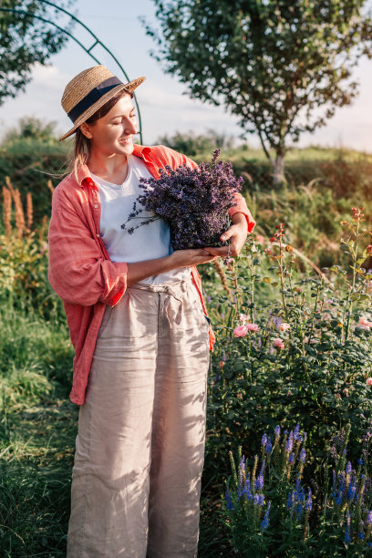 薰衣草收割。年轻的园丁拿着插有切碎的药草的花筒。一个女人在夏天的花园里摘了一束紫色的花图片下载