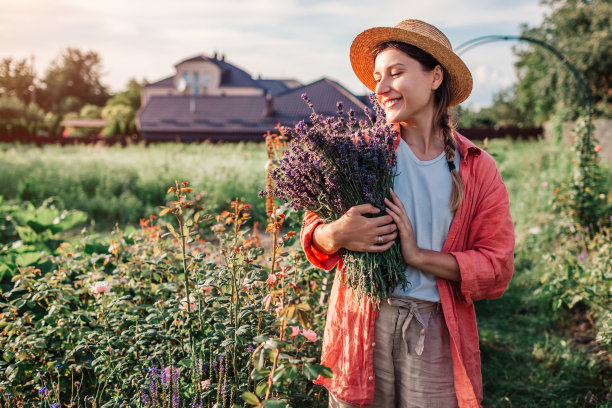 薰衣草收割。园丁拿着装有切碎的药草的水桶。戴帽子的女人在夏日的花园里摘了一束紫色的花图片下载