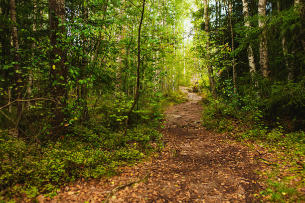 秋天的森林。生物多样性。小径图片下载