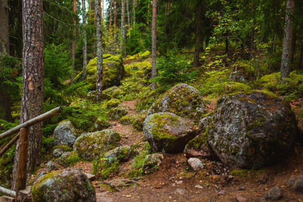 长满青苔的石头。秋天的森林。生物多样性图片下载