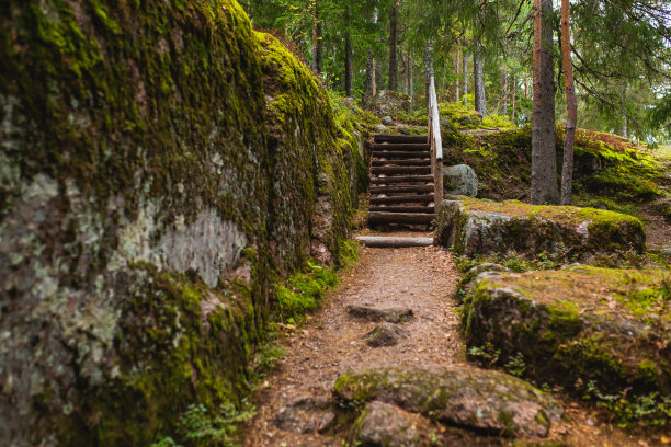 森林里的木梯图片下载