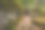 森林里的木梯图片下载