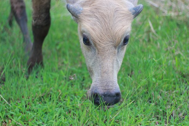 印尼水牛图片下载