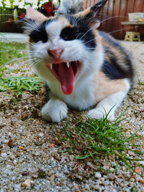 一只伸出舌头打哈欠的印花布猫图片下载