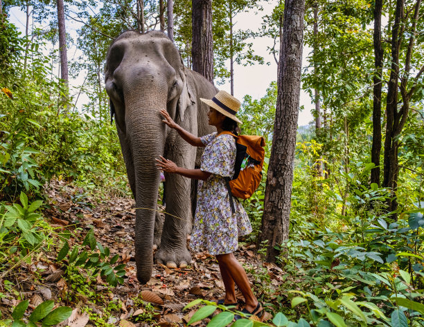 亚洲妇女在泰国清迈参观大象保护区，女孩在丛林中与大象在一起图片下载