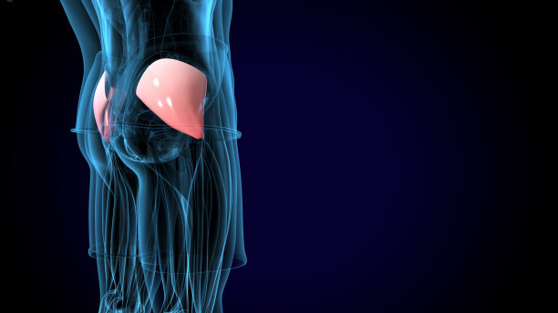 人体肌肉解剖。三维渲染图片下载