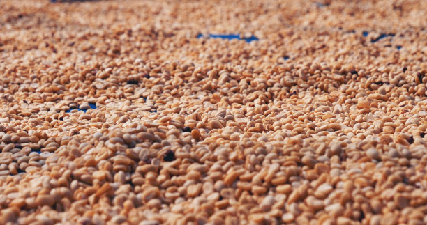 在生态农场里，生咖啡豆堆着干燥的绿色种子。香气浓咖啡农场种植咖啡豆农业对象。晒干新鲜阿拉比卡加工收获黑咖啡图片下载