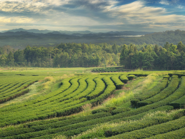 绿茶树叶田嫩芽草本绿茶树在茶树有机农场。接近新鲜树茶园山绿色自然在草药农场植物背景上午图片下载