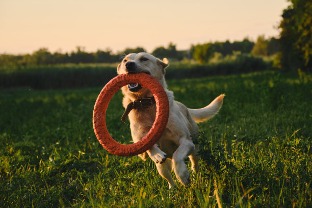 在夏天的日落时分，带着狗在公园里积极地散步。一只小鹿拉布拉多犬在一片空地上的绿草地上奔跑，嘴里叼着一个圆形的橙色玩具。狗玩得很开心。前视图。图片下载