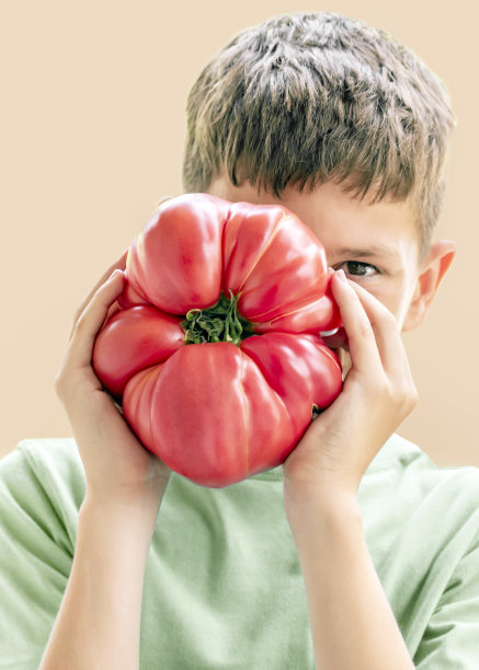孩子捧着硕大的牛肉红番茄，脸上藏着硕大的水果。大的新鲜采摘的白兰地酒传家宝番茄。维生素，饮食，季节性健康食品，收获，抗氧化剂番茄红素图片下载