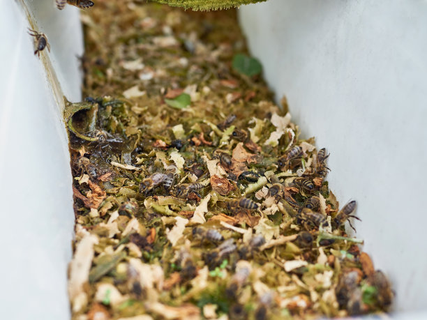 蜜蜂从养蜂场的饮水盆里喝水。小心蜜蜂，和蜜蜂一起工作。酿蜜。养蜂。图片下载