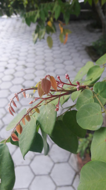 印度尼西亚的各种景观图片下载