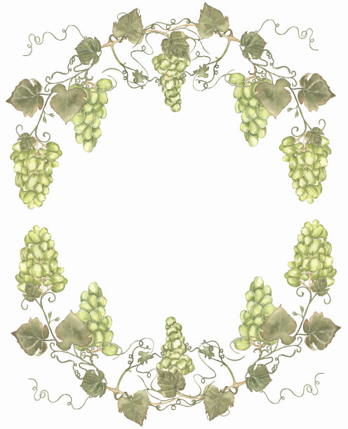 绿葡萄田野框插图，丰收花环。水彩画手绘绿色葡萄和树叶。意大利葡萄园概念设计。法国葡萄酒插图。收获剪纸艺术。图片下载