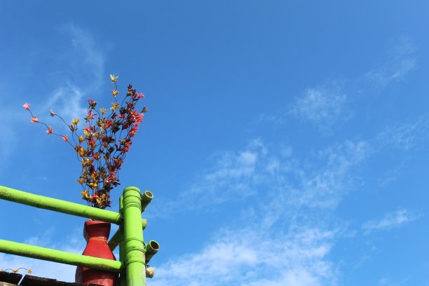 在一个阳光明媚的早晨，樱花在蓝天的背景下绽放图片下载