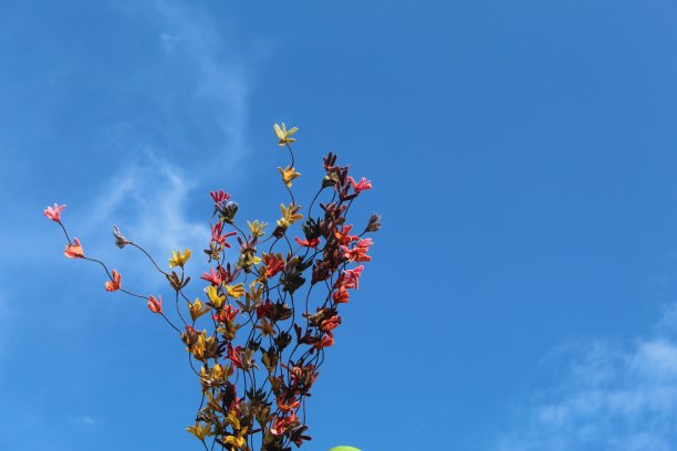 在一个阳光明媚的早晨，樱花在蓝天的背景下绽放图片下载