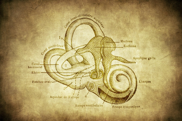 小骨(也称为听小骨)是中耳的三块骨头，是人体最小的骨头之一图片下载