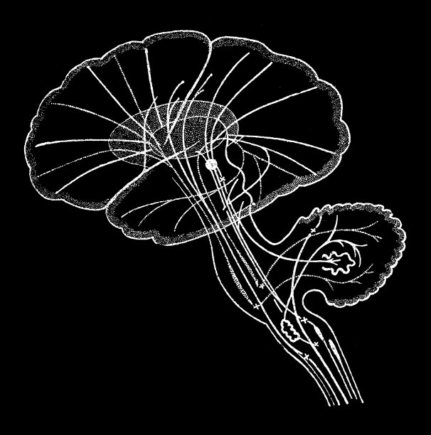 大脑颤图片下载