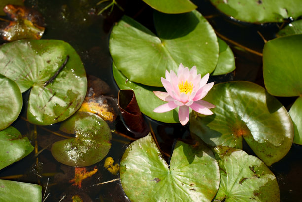 从上面看粉色睡莲图片下载