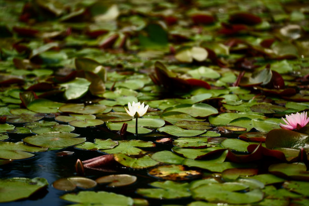 沐浴在初夏阳光中的白色睡莲图片下载
