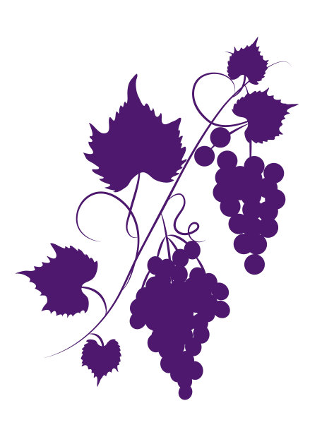 葡萄藤设计装饰在一个透明的背景图片下载