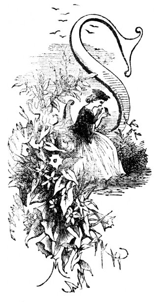 字母S代表Songbird图片下载