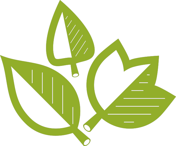 绿叶孤立在白色背景健康图片下载