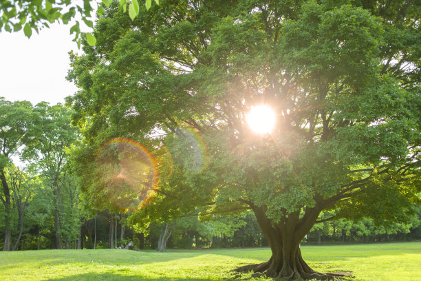 阳光下的树图片下载