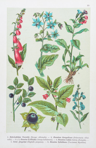 琉璃苣，肺草，颠茄，鼠尾草，毛地黄，蓝莓插图1888图片下载