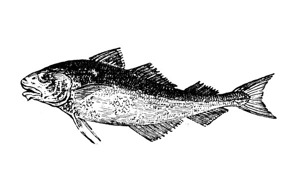 古董海洋动物雕刻插图:黑线鳕图片下载