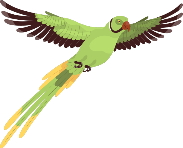 热带印第安飞环颈鹦鹉图片下载