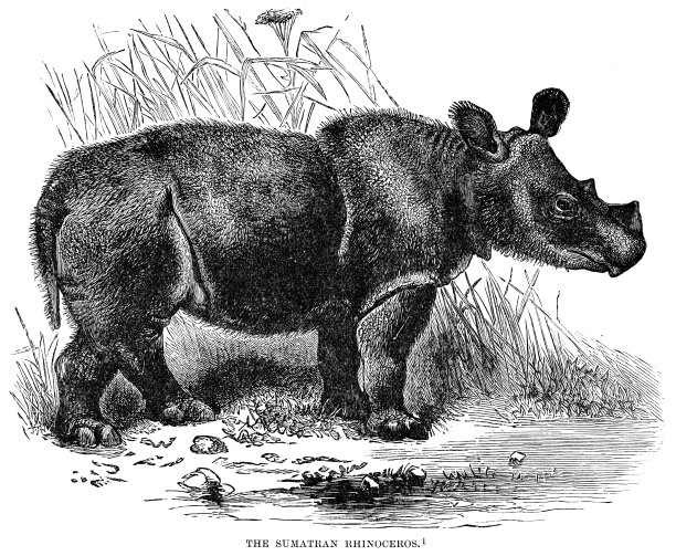 1896年的苏门答腊犀牛雕刻图片下载