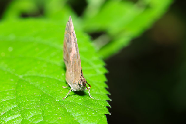 粉橡蓝蝴蝶(Murasakitsubame, Narathura bazalus)在阳光下，优雅的外表将触角直伸在绿叶上(特写微距照片)图片下载