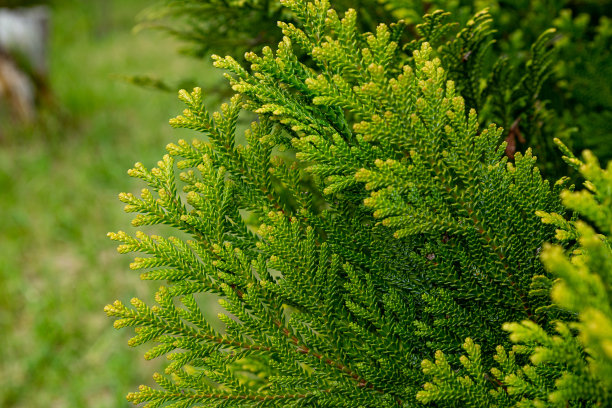 森林里美丽的日本柏树叶子。图片下载