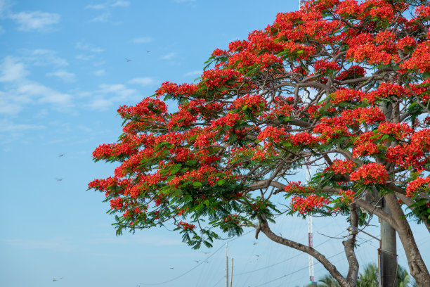 凤凰盛开的季节标志着热带国家夏季的到来，尤其是越南的天江省图片下载