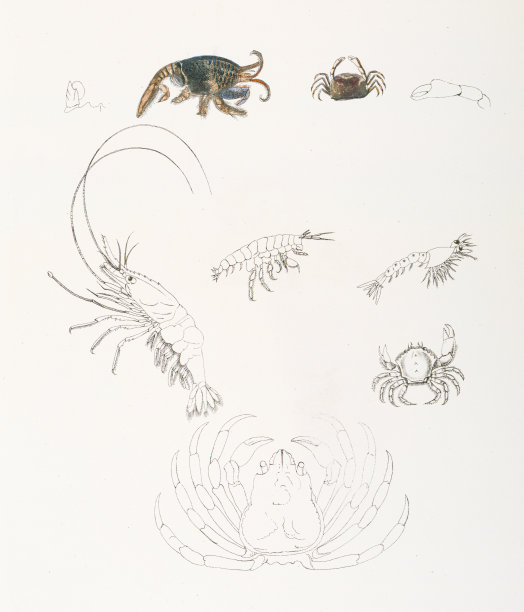 蟹虾色谱仪1843年图片下载