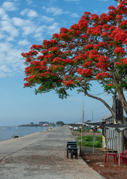 红凤凰树(Poinciana tree)在天江省Tan Thanh海滩上绽放图片下载